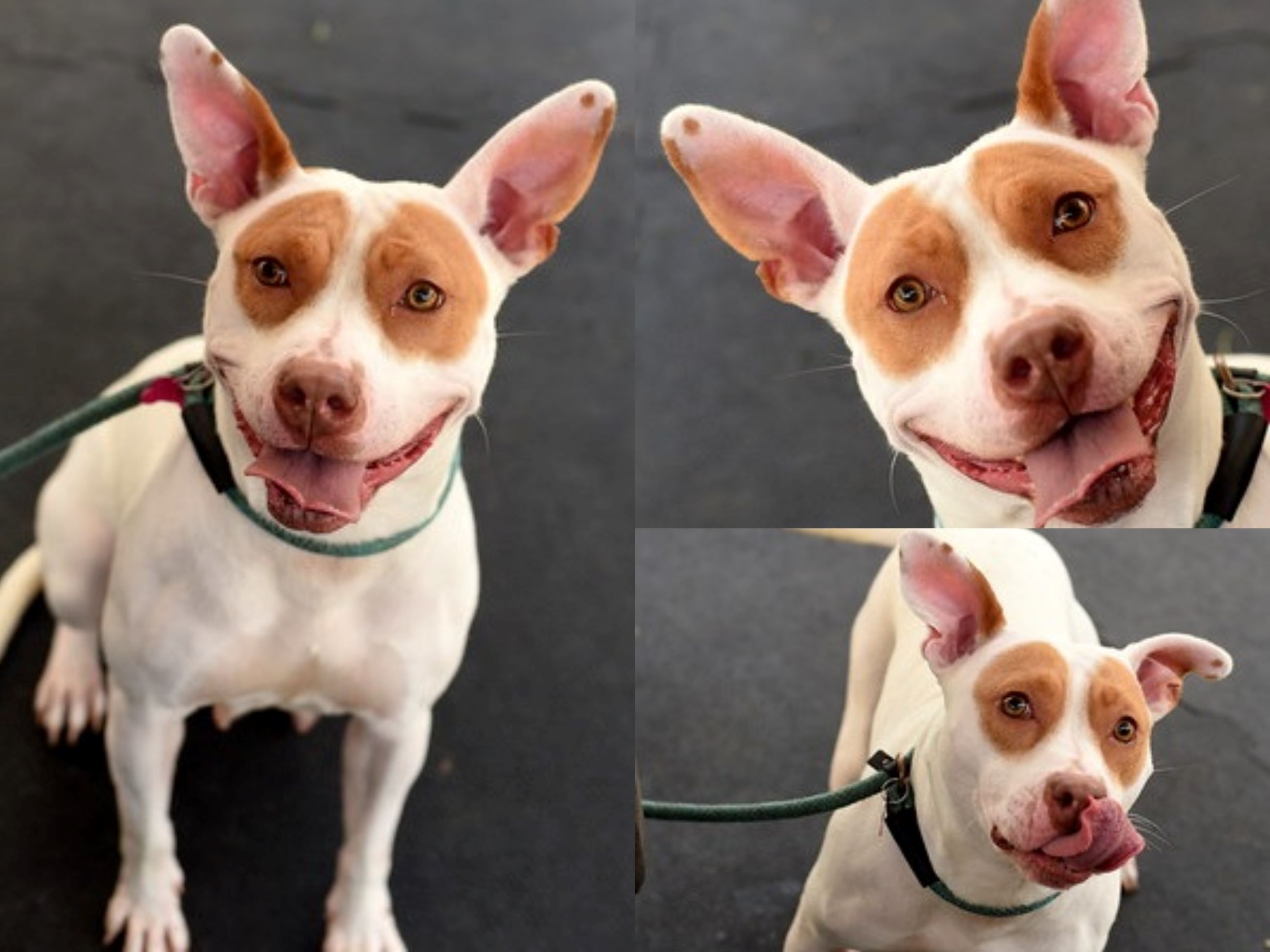 Three (3) Photos of an adoptable dog at RCACP named Iris